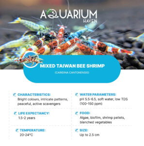 Mixed Taiwan Bee Shrimp