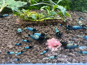Mosura Blue Bolt Shrimp