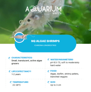 NQ Algae Shrimps