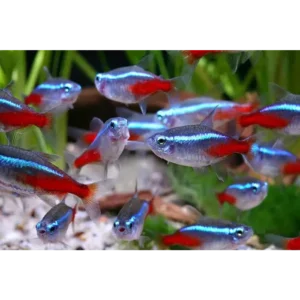 Neon Tetra 2-2.5cm