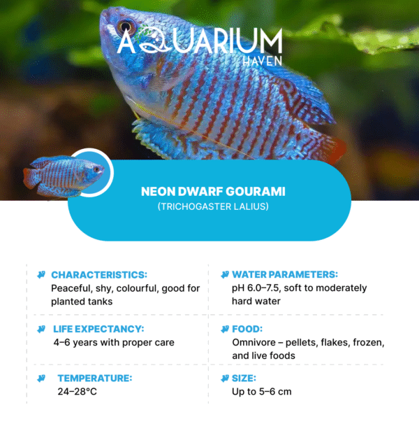 Neon Dwarf Gourami - Image 2