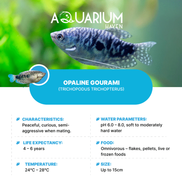 Opaline Gourami 5cm - Image 2