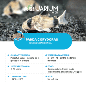 Panda Corydoras 3cm