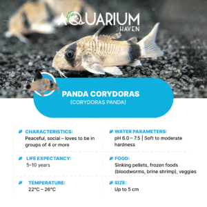 Panda Corydoras 3cm