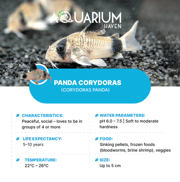 Panda Corydoras 3cm