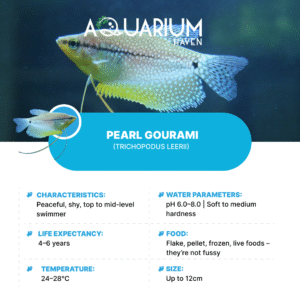 Pearl Gourami 5/6cm