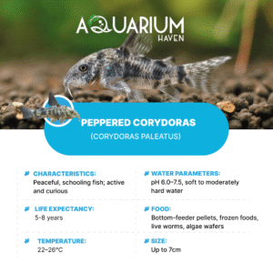 Peppered Corydoras 3-3.5cm