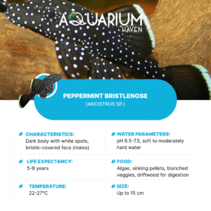 Peppermint Bristlenose 3-4cm