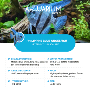 Philippine Blue Angelfish 9/10cm