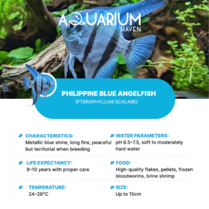 Philippine Blue Angelfish 9/10cm