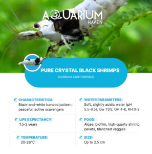 Pure Crystal Black Shrimp