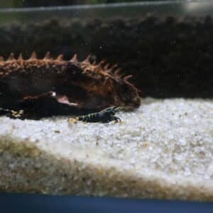 Purple Metalic Pinto Shrimp