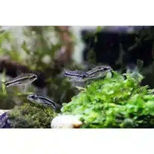 Pygmaeus Corydoras