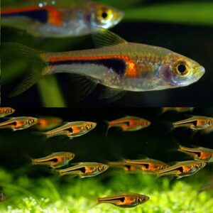 Rasbora-Henglei