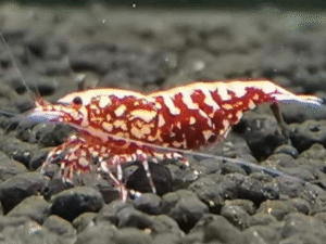 Red BOA Shrimp