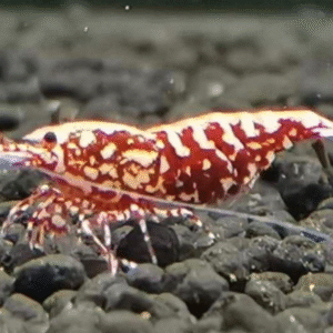 Red BOA Shrimp