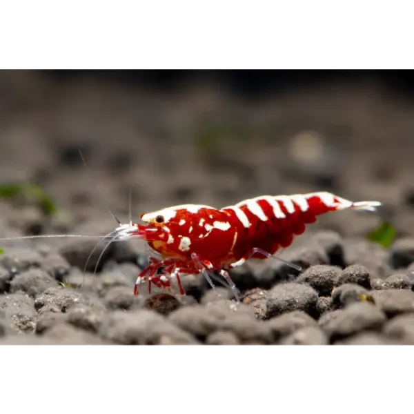 Red Galaxy Fishbone