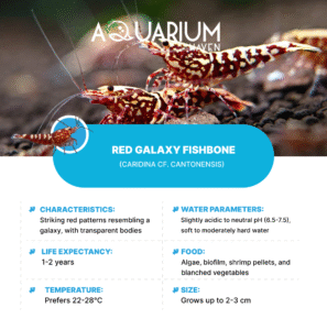 Red Galaxy Fishbone