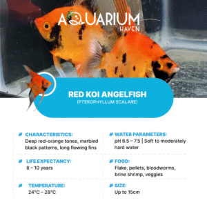 Red Koi Angelfish 9/10cm