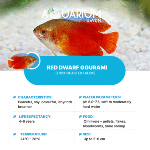 Red Dwarf Gourami