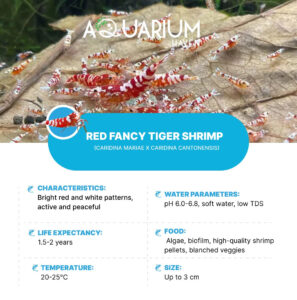 Red Fancy Tiger Shrimp