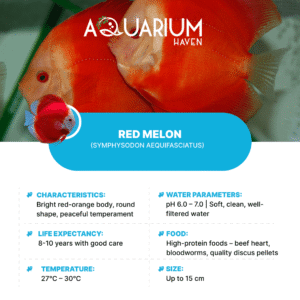 Red Melon 11/12cm