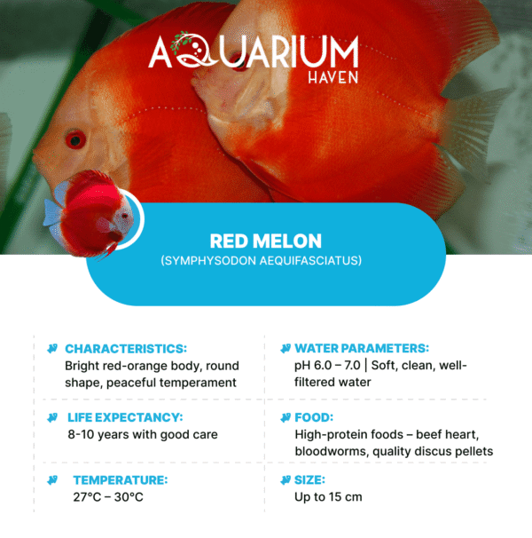 Red Melon 11/12cm