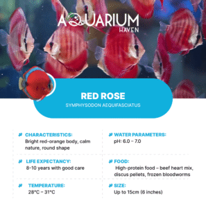 Red Rose 8/9cm