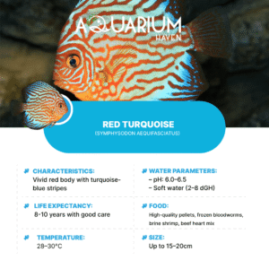 Red Turquoise 8/9cm