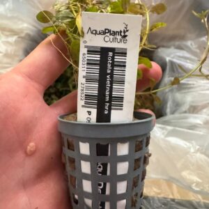 Rotala Hra