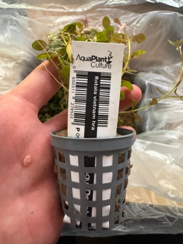 Rotala Hra