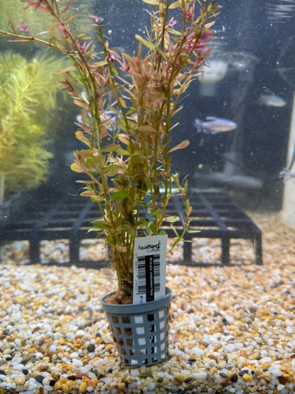 Rotala Hra Tank