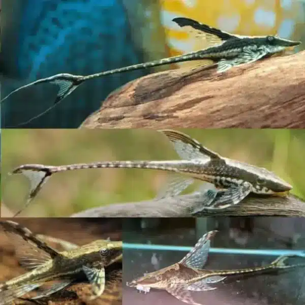 Royal Whiptail 6cm