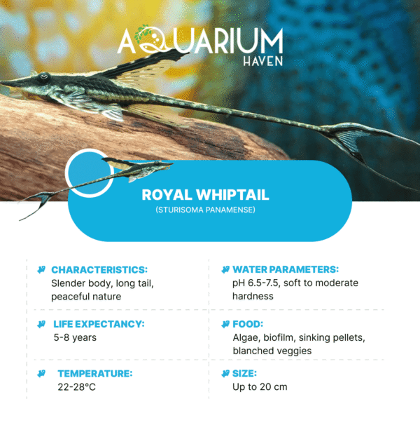 Royal Whiptail 6cm - Image 2