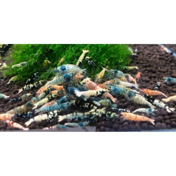 Our freshwater shrimps help maintain a balanced ecosystem.