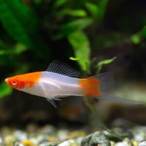 Santa Swordtail