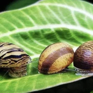 Nerite Snails