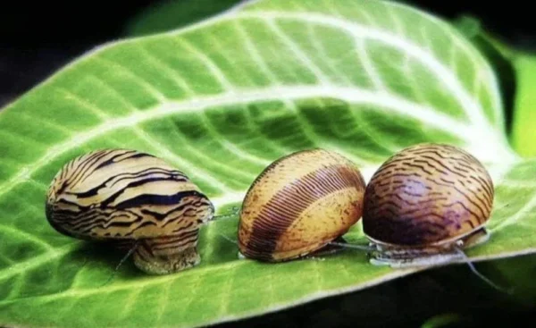 Nerite Snails