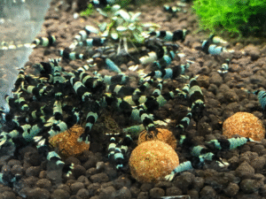 Shadow Panda Shrimp