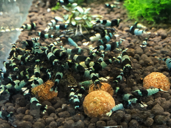 Shadow Panda Shrimp
