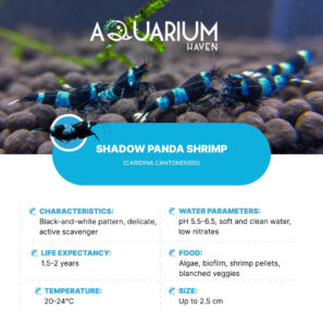 Shadow Panda Shrimp