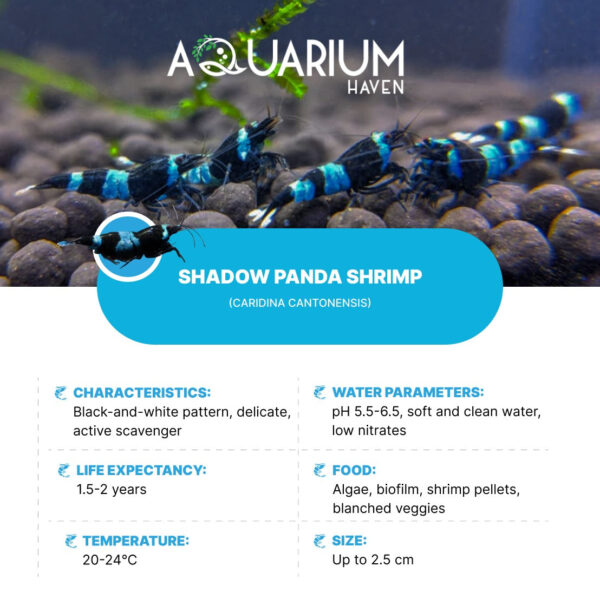 Shadow Panda Shrimp