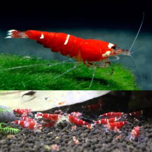 Aquarium Haven’s shrimps add colour and movement.