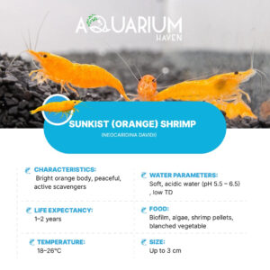Sunkist (Orange) Shrimp