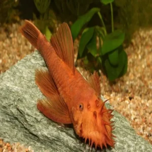 Fish - Catfish & Bristlenose 8 Super Red Bristlenose 3-4cm