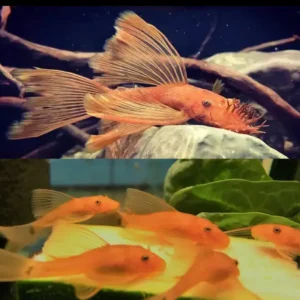Fish - Catfish & Bristlenose 9 Super Red Longfin Bristlenose 3-4cm