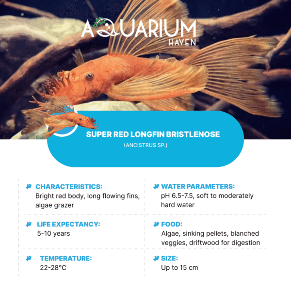Super Red Longfin Bristlenose 3-4cm - Image 2