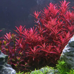 Healthy aquatic plants boosting fish vitality