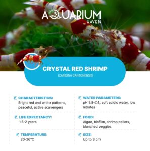 Find hardy shrimps perfect for any aquarium environment.