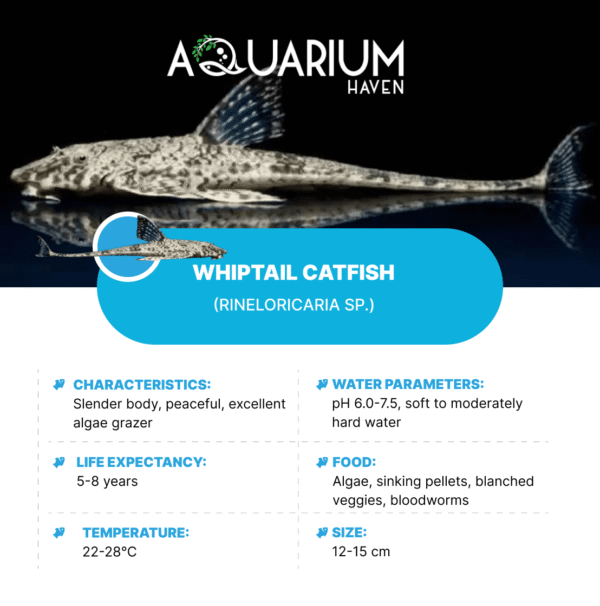 Common Whiptail Catfish 5cm - Image 2
